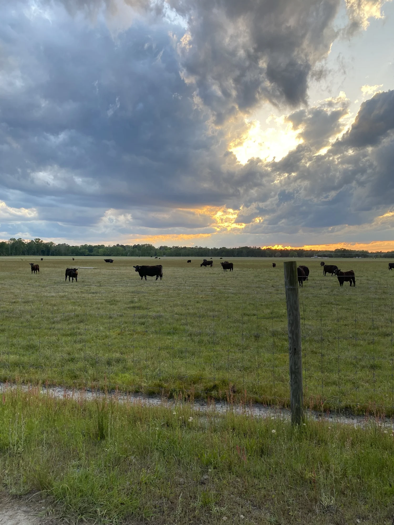 Black Angus cattle grazing a Sumter pasture under an evening sky