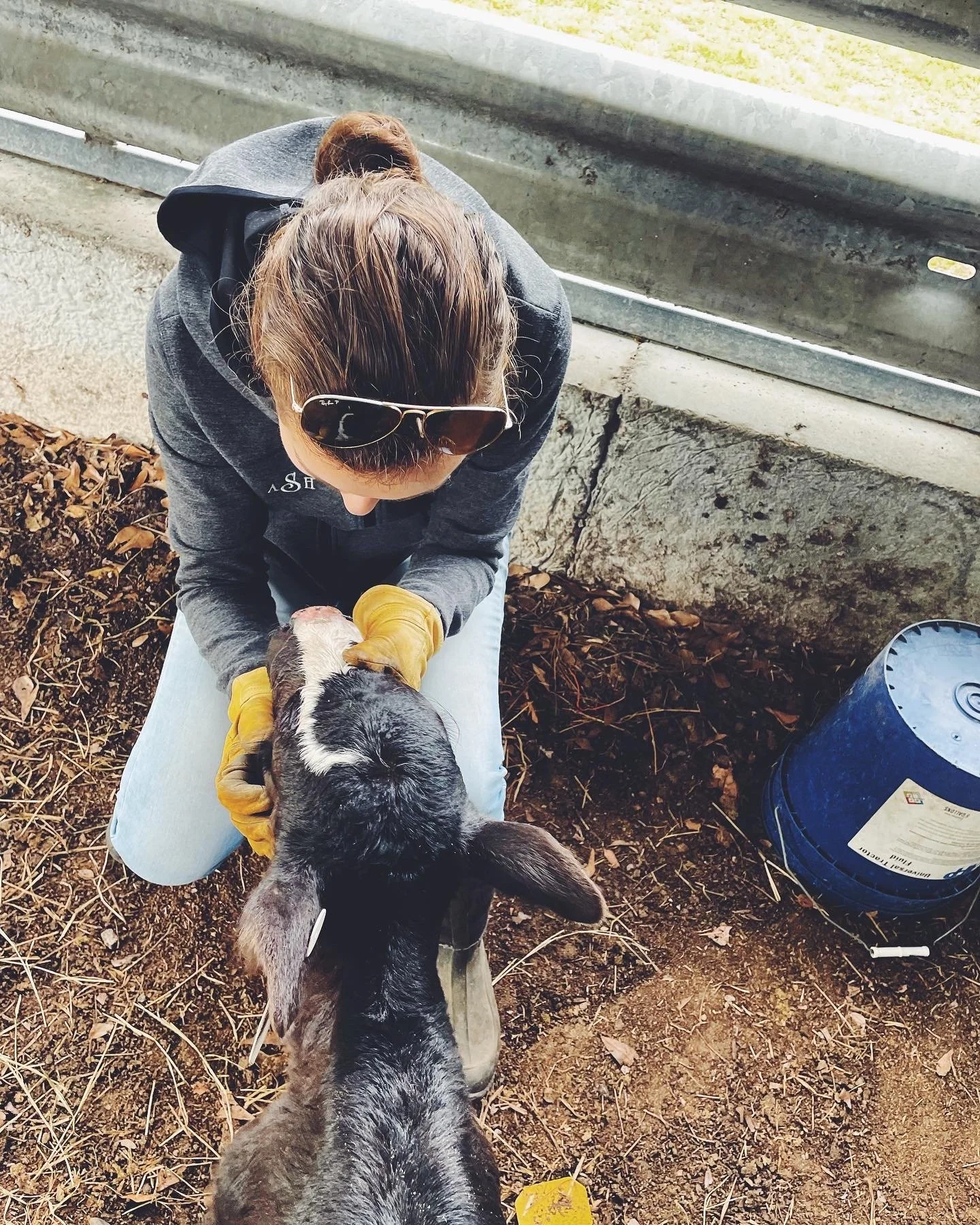 Checking on a young calf