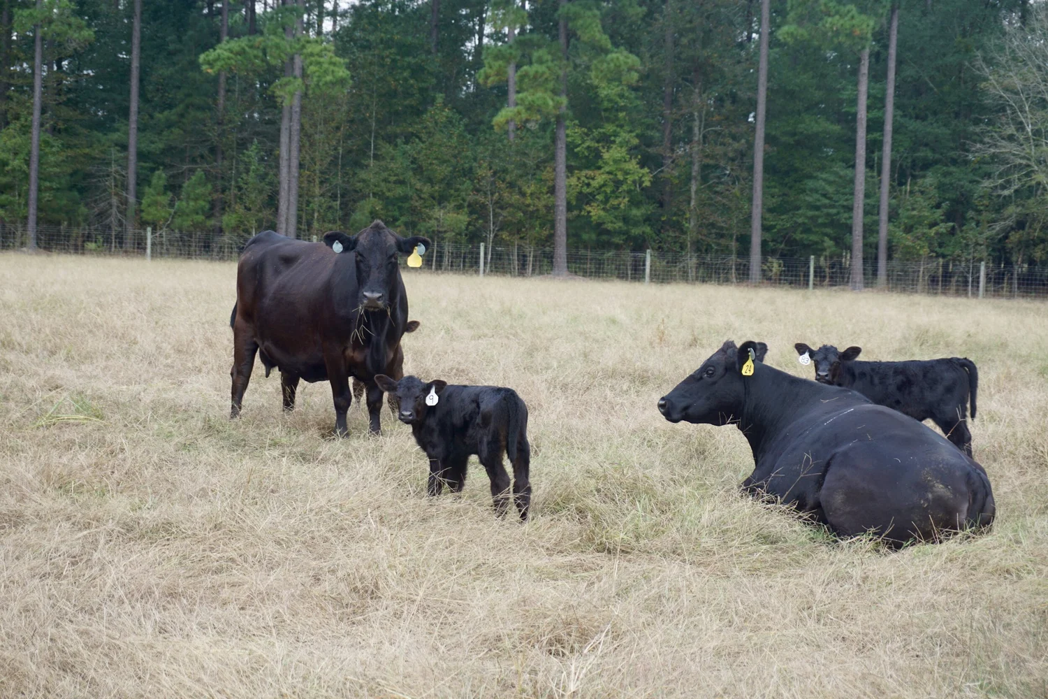 Angus cows and their calves resting in the pasture
