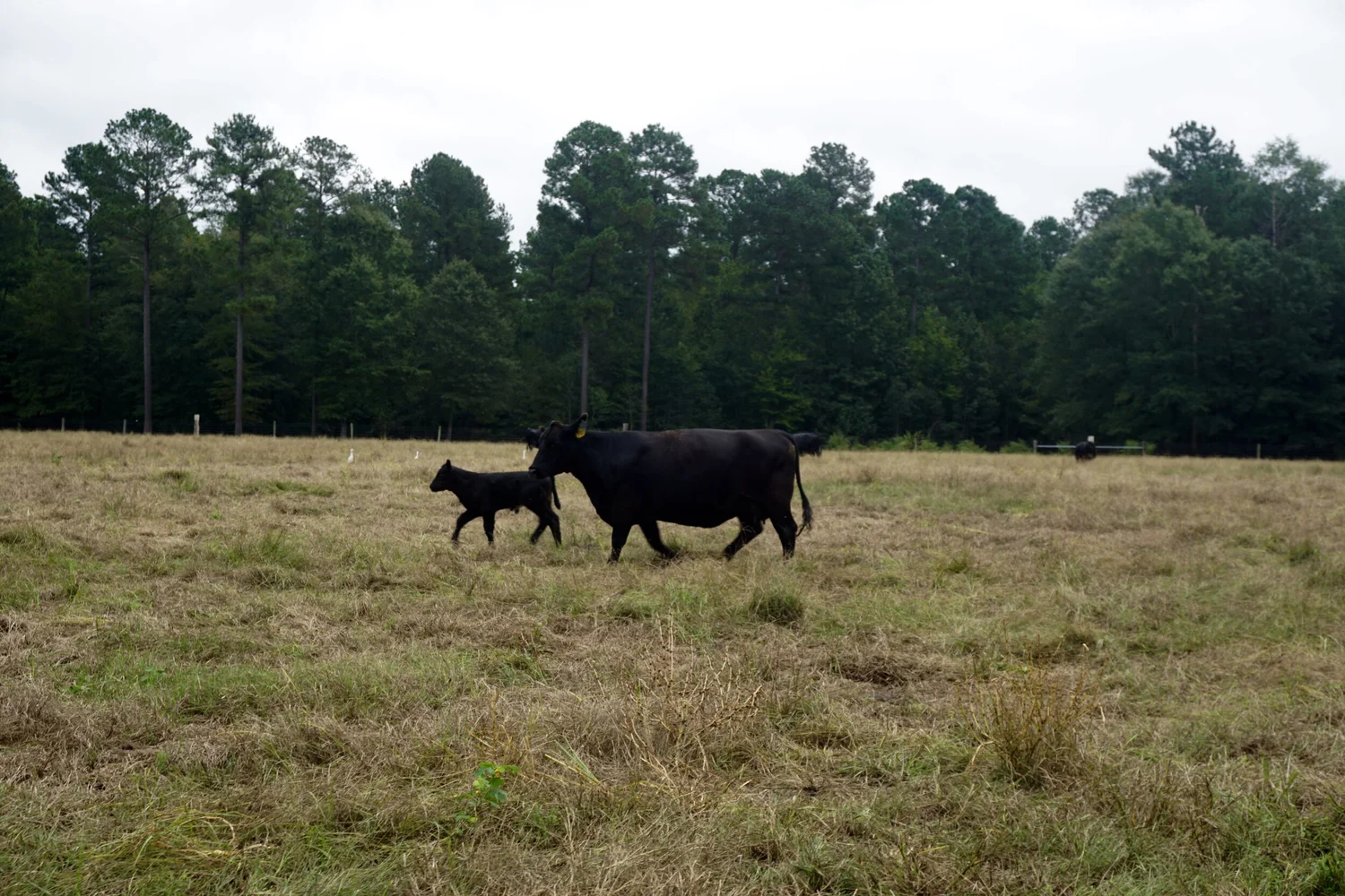 Angus cattle grazing at the tree line