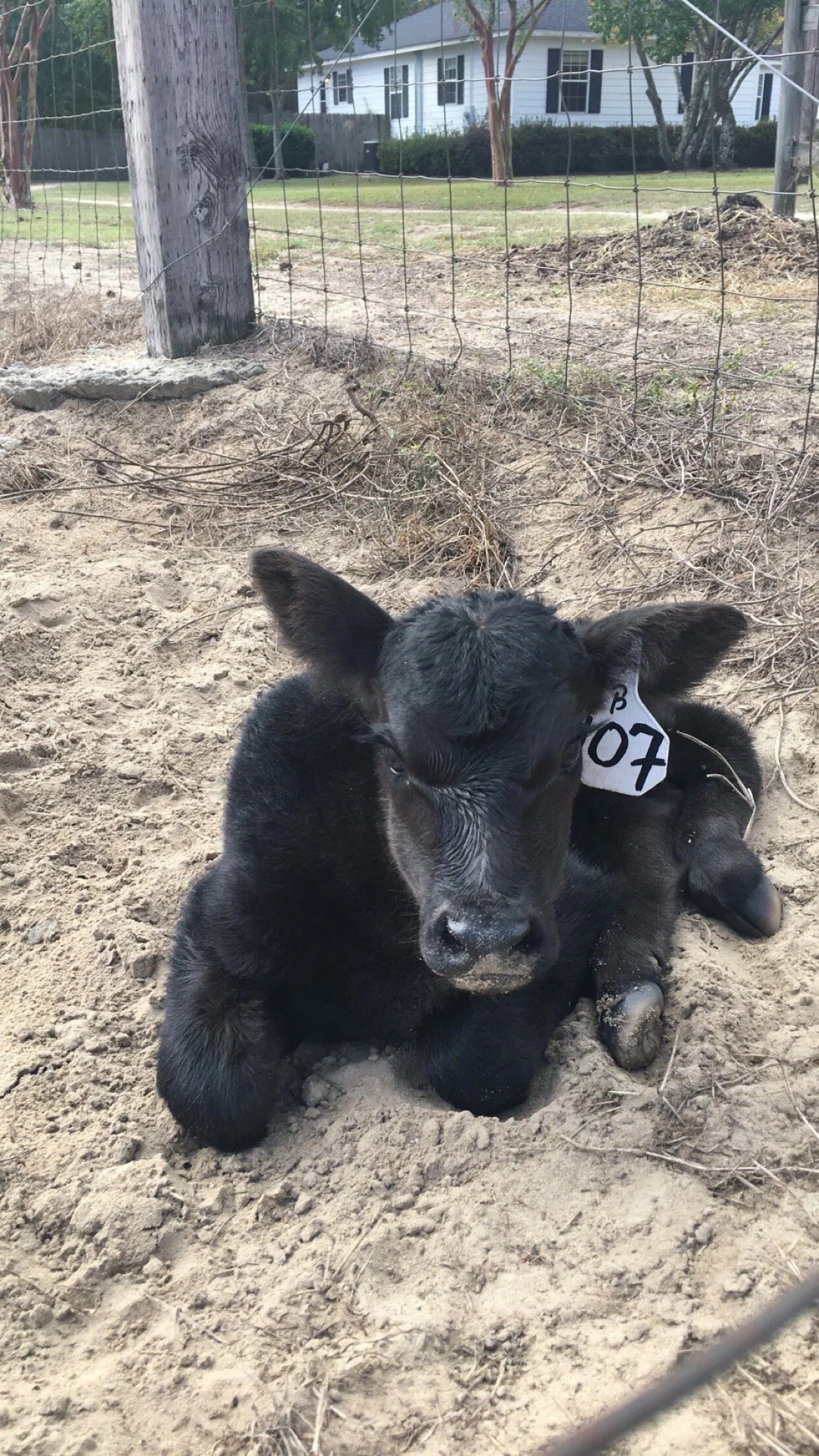 A black calf with an ear tag resting in the sand