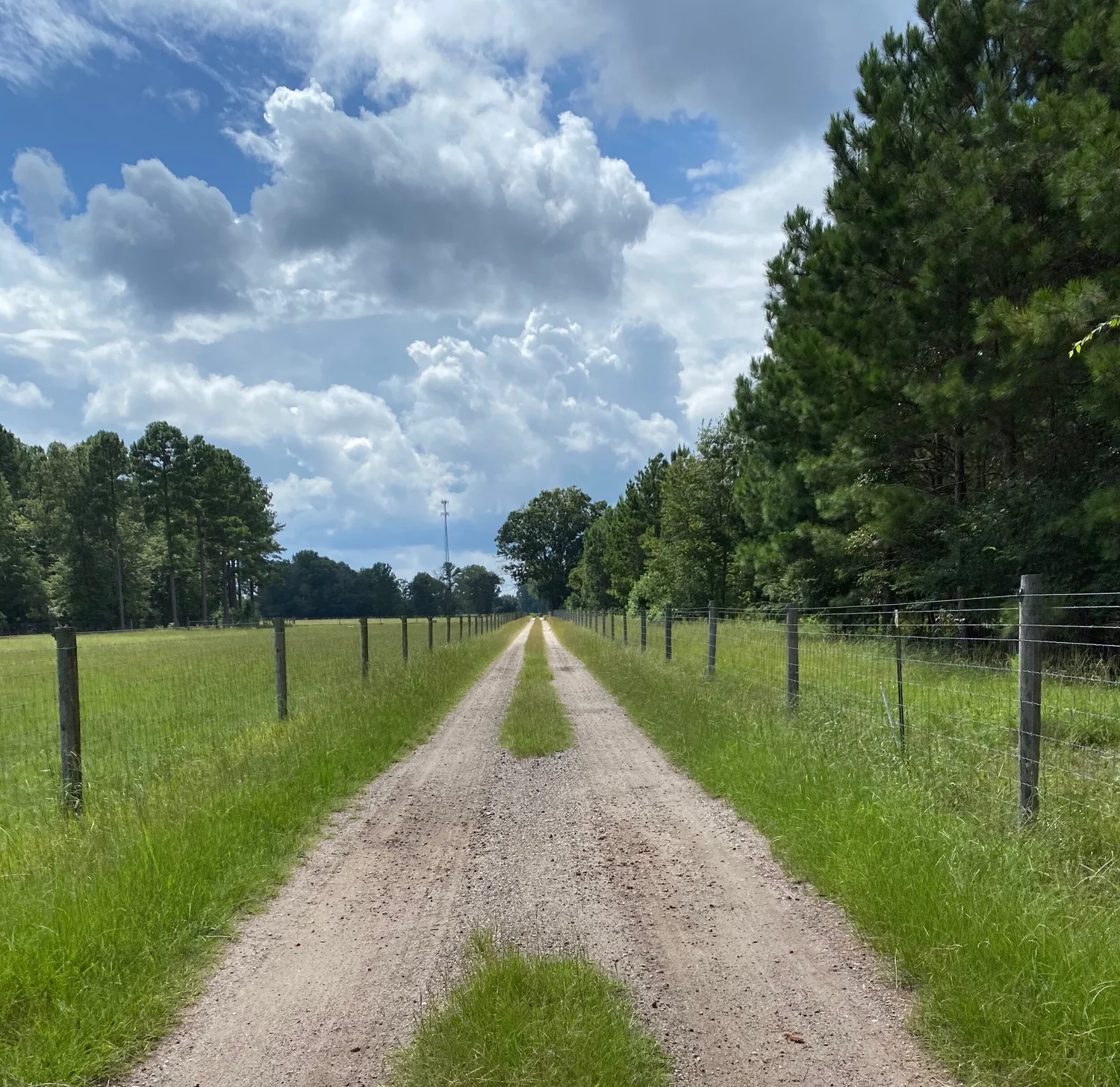 A fenced dirt lane between the pastures