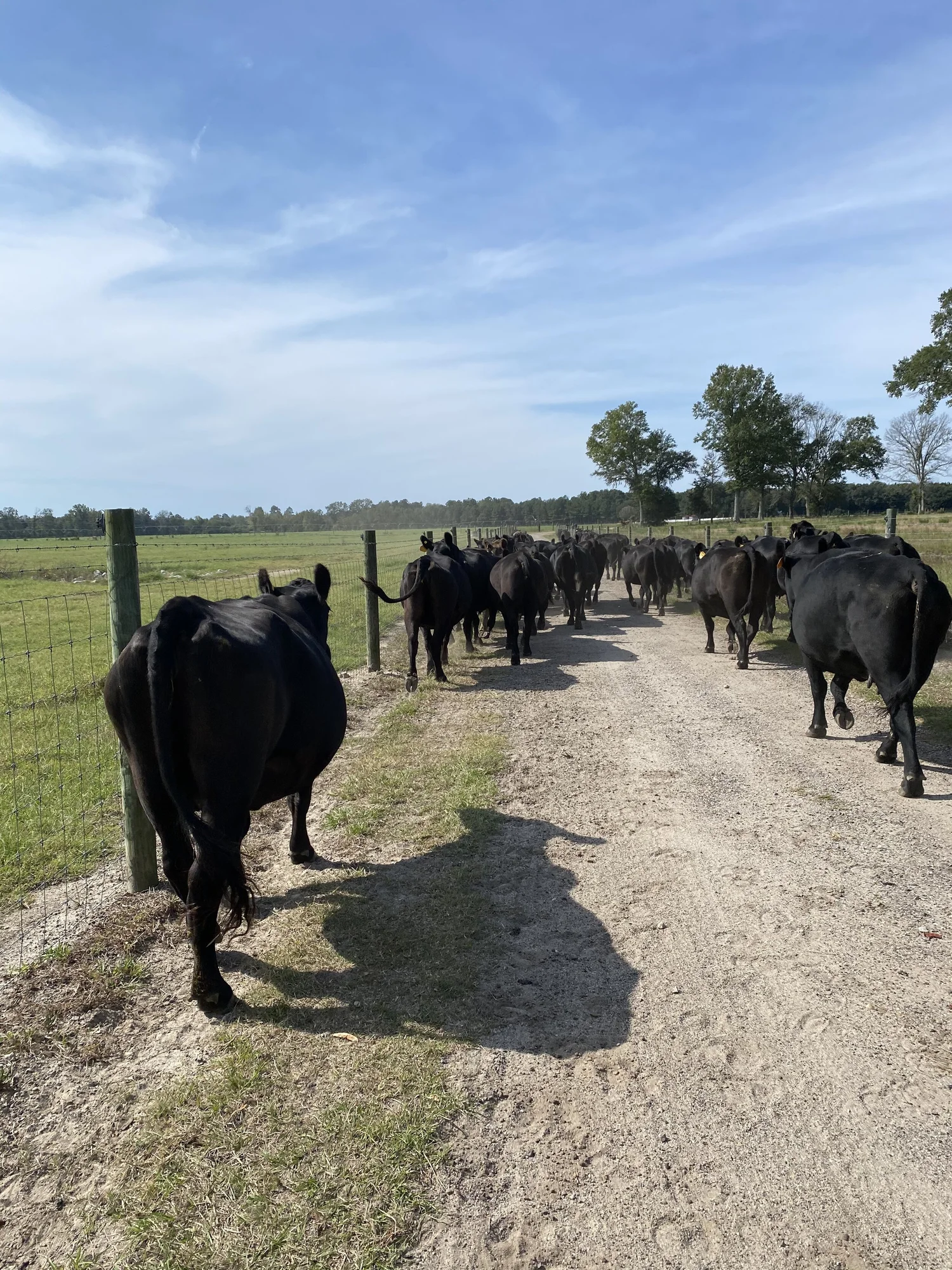 Angus cattle walking down the farm lane