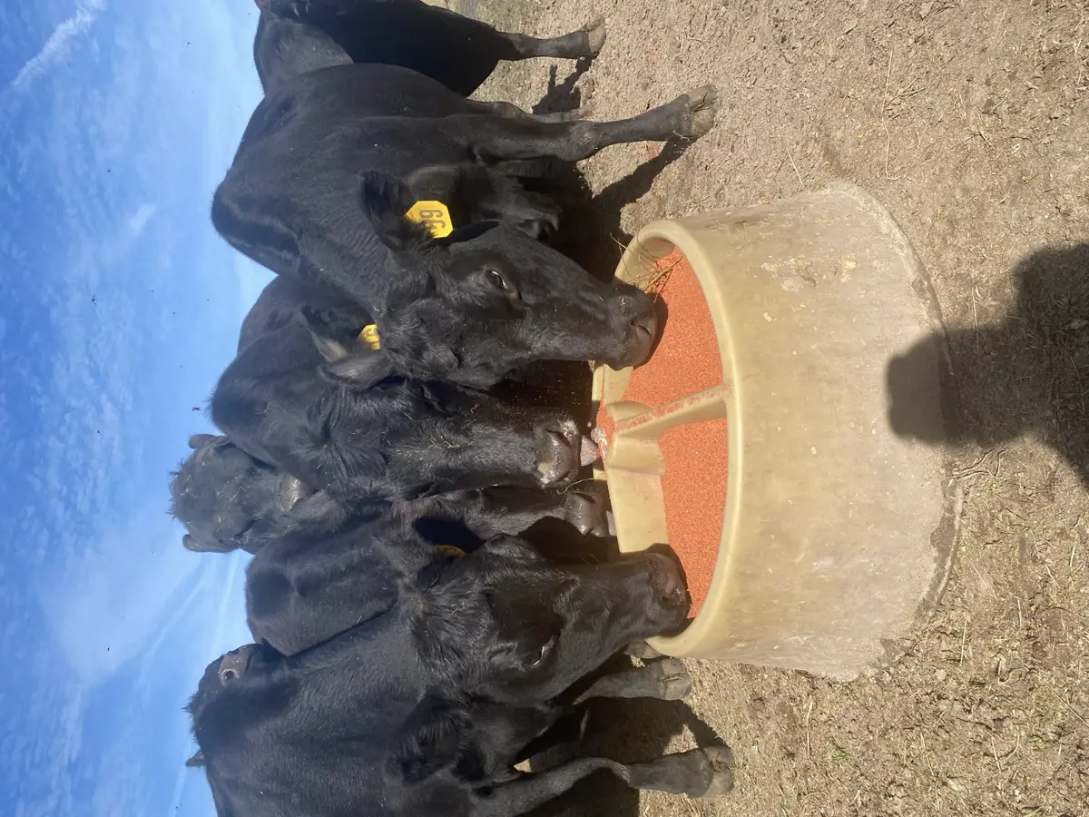 Angus cattle gathered at a feeder