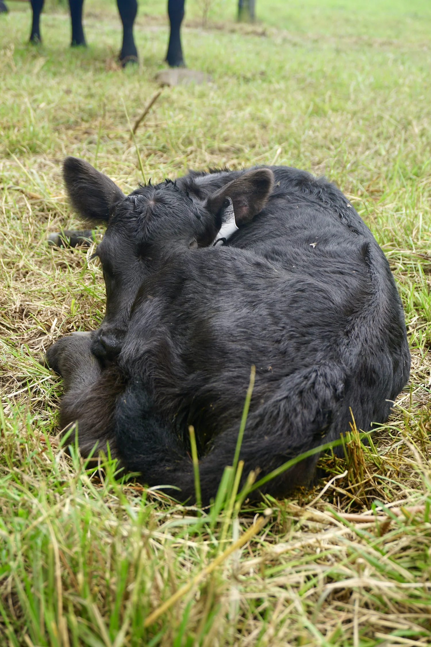 A young calf lying in the grass