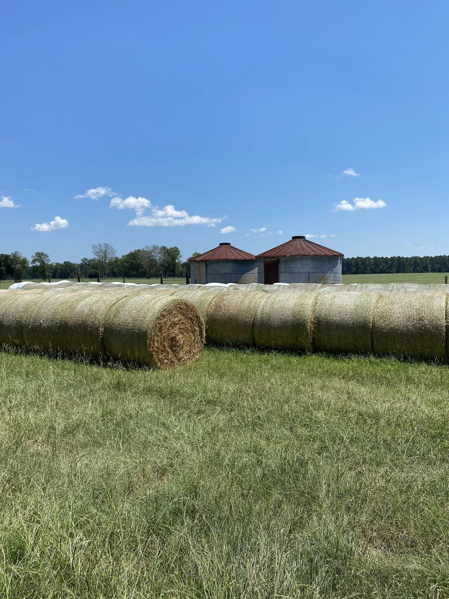 Hay bales lined up in front of the barns