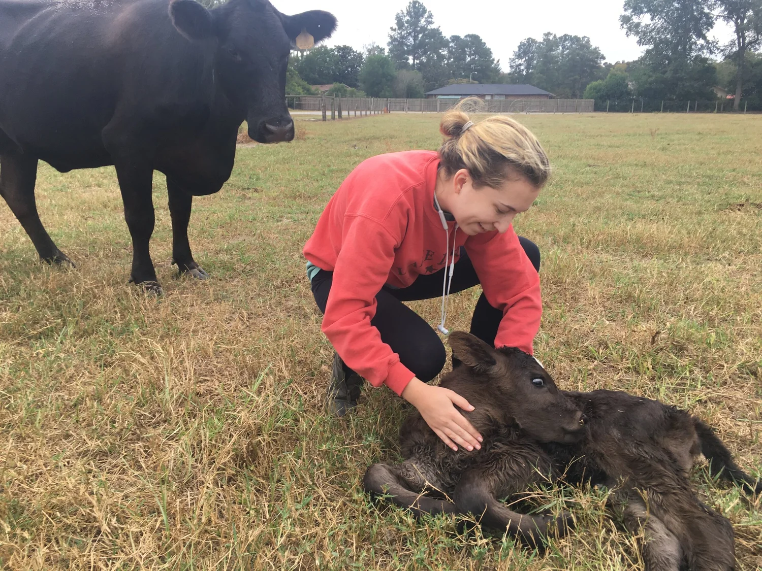 Kneeling beside a newborn calf in the pasture
